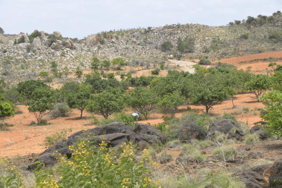 Bagepalli CDM Reforestation Programme